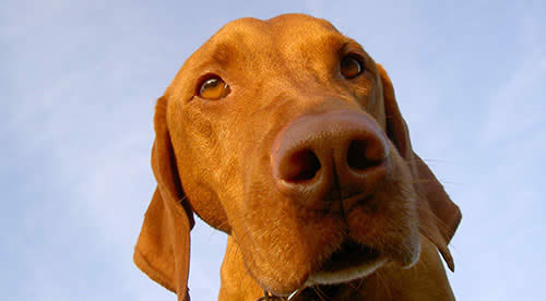 Image: /uploads/blog/Hugo.jpg