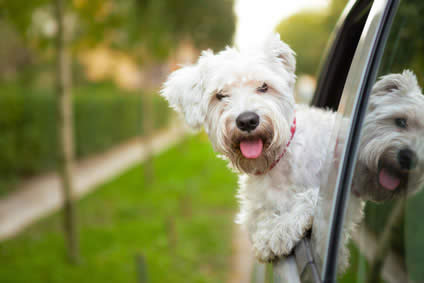 Image: /uploads/blog/car-and-dog.jpg