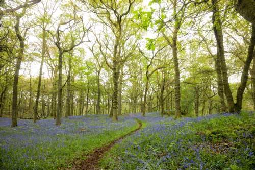 Guide to woodland burials